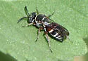 Epinysson bellus - photo 2