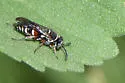 Epinysson bellus - photo 3