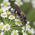 Epinysson mellipes