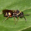 Epinysson mellipes - photo 2