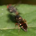 Epinysson mellipes - photo 3