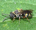 Epinysson mellipes - photo 4