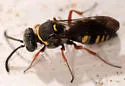 Epinysson mellipes - photo 5