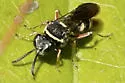 Epinysson opulentus