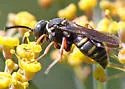 Epinysson opulentus - photo 2