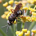Epinysson opulentus - photo 4