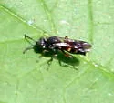 Epinysson tuberculatus