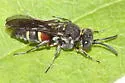 Epinysson tuberculatus - photo 2