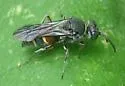 Epinysson tuberculatus - photo 3