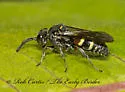 Epinysson tuberculatus - photo 4