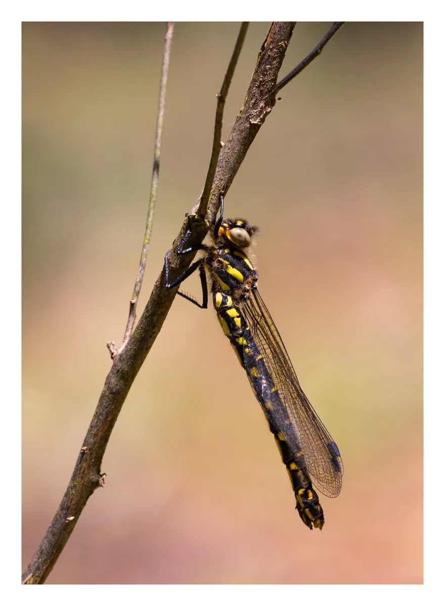 Relict Dragonflies - photo 3