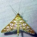 Epipagis disparilis - Hodges#5148 - photo 2
