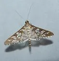 Epipagis disparilis - Hodges#5148 - photo 3