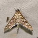 Epipagis disparilis - Hodges#5148 - photo 4