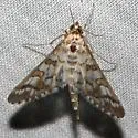 Epipagis disparilis - Hodges#5148 - photo 5