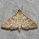 Epipagis fenestralis - Hodges#5147