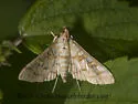 Epipagis fenestralis - Hodges#5147 - photo 2