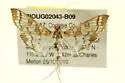 Epipagis fenestralis - Hodges#5147 - photo 3