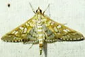 Epipagis fenestralis - Hodges#5147 - photo 4