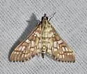 Epipagis fenestralis - Hodges#5147 - photo 5
