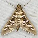 Forsyth's Epipagis - Hodges#5146 - Epipagis forsythae