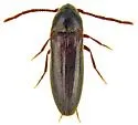 Epiphanis apache - Epiphanis apache