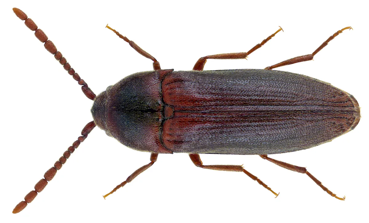 Epiphanis cornutus