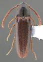 Epiphanis cristatus