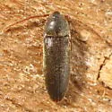 Epiphanis menominee
