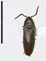 Epiphanis ute