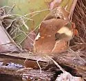 Common Banner - Hodges#4544.7