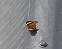 Common Banner - Hodges#4544.7 - photo 2