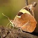 Common Banner - Hodges#4544.7 - photo 3
