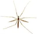 Epiphragma arizonense