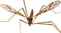 Epiphragma arizonense - photo 4