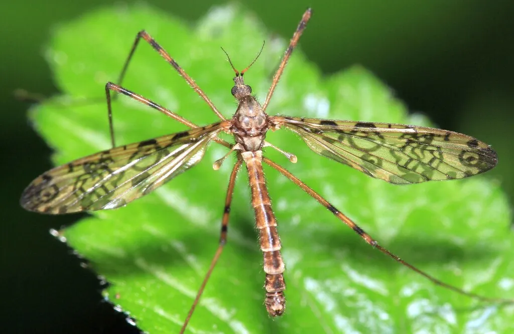 Epiphragma ocellare - photo 2