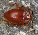 Epipocus gorhami