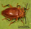 Epipocus opacus
