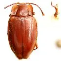 Epipocus opacus - photo 2