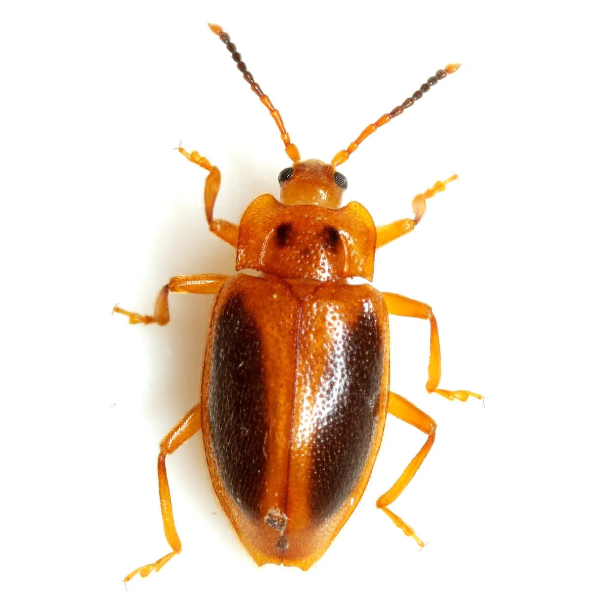 Epipocus punctatus - photo 2