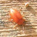 Epipocus unicolor