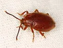 Epipocus unicolor - photo 2
