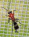Epipompilus aztecus