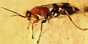 Epipompilus aztecus - photo 3
