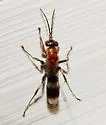 Epipompilus aztecus - photo 4