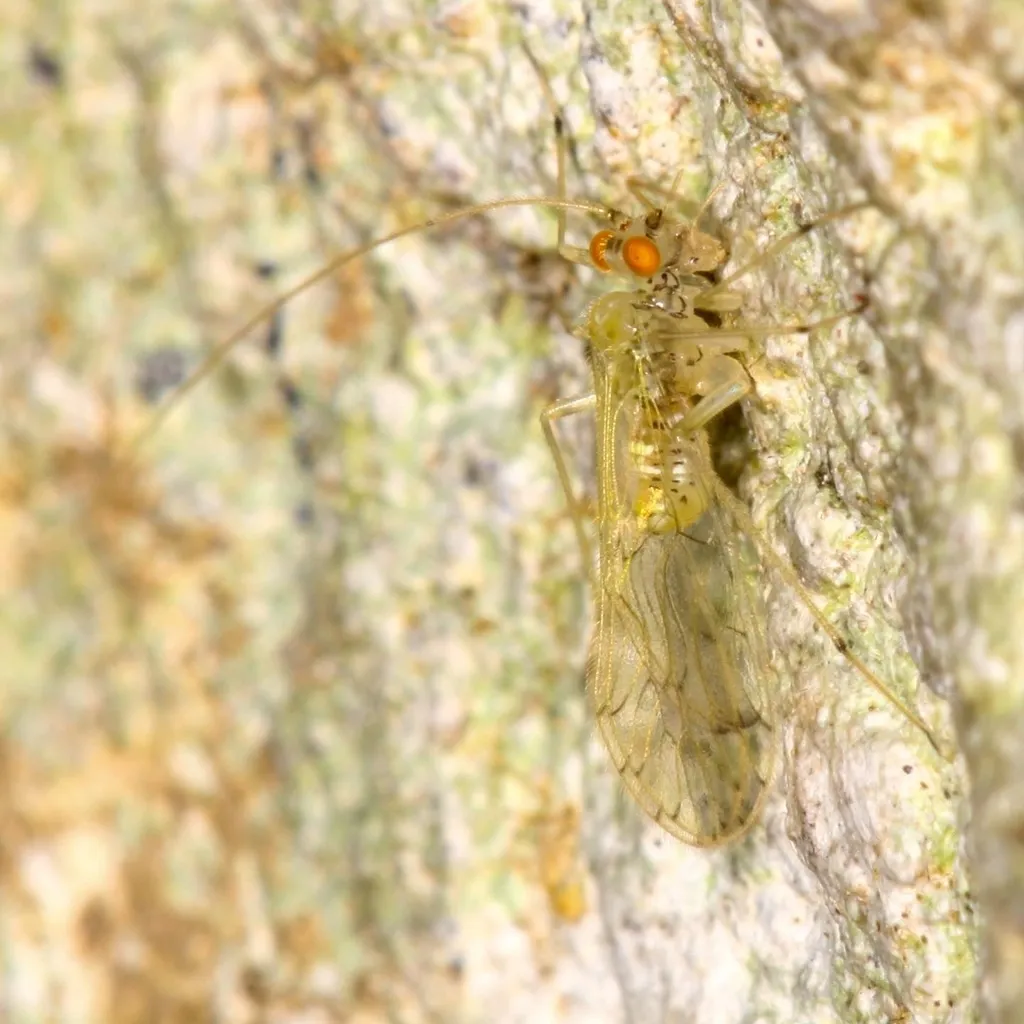 Epipsocus hageni - photo 2