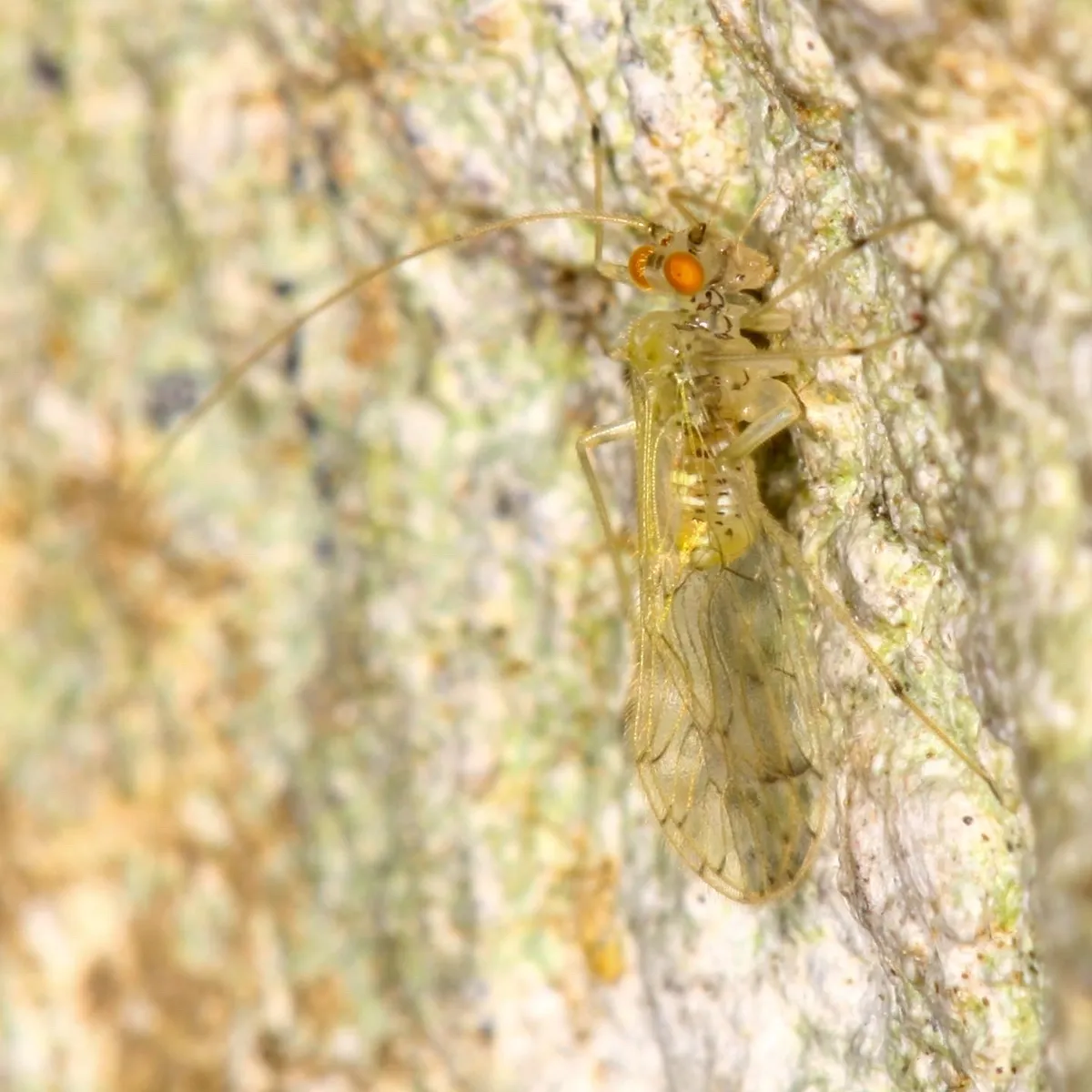 Epipsocus hageni - photo 3