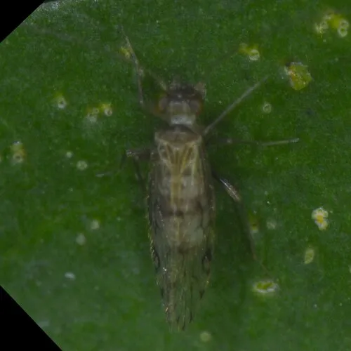 Epipsocus petenensis