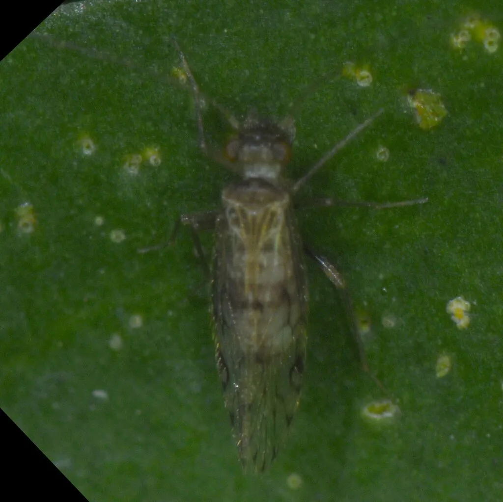 Epipsocus petenensis - photo 2