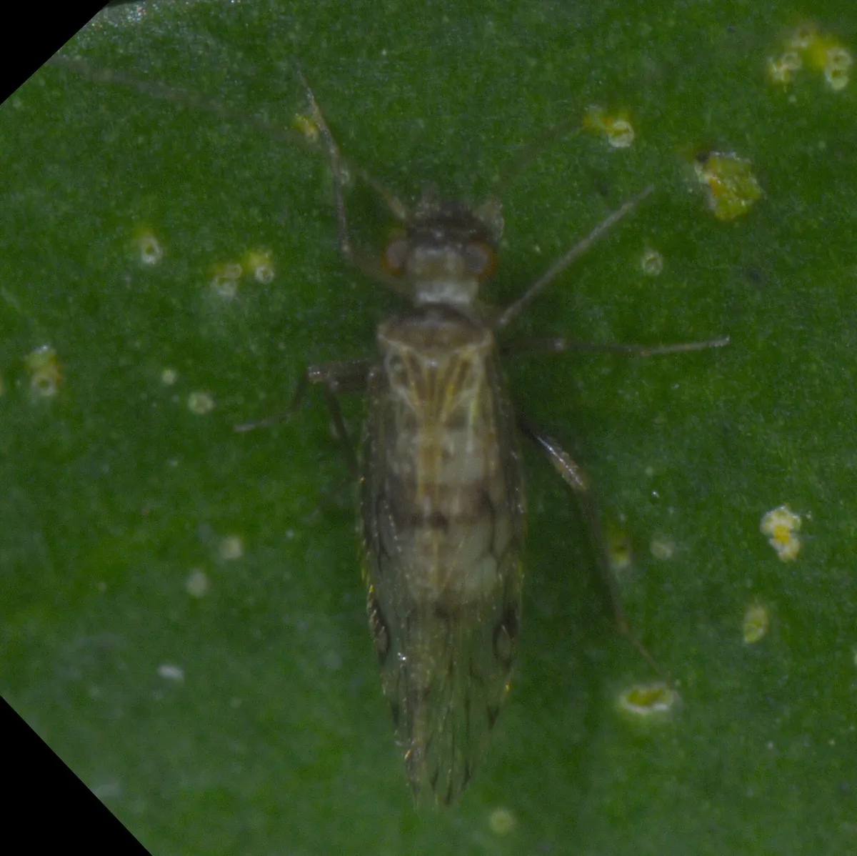Epipsocus petenensis - photo 3